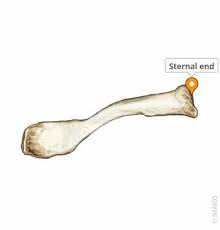 <p>The medial end of the clavicle that articulates with the sternum, rounded</p>