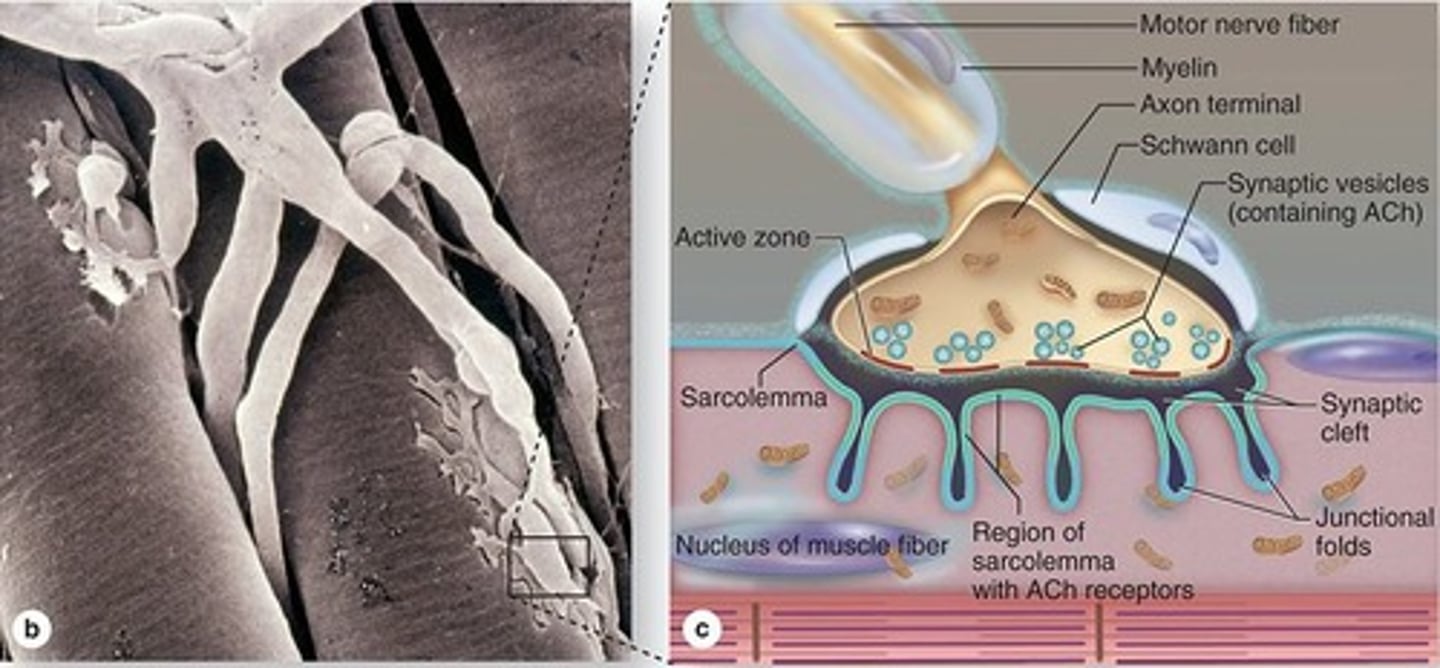 <p>Folds in sarcolemma with Ach receptors.</p>