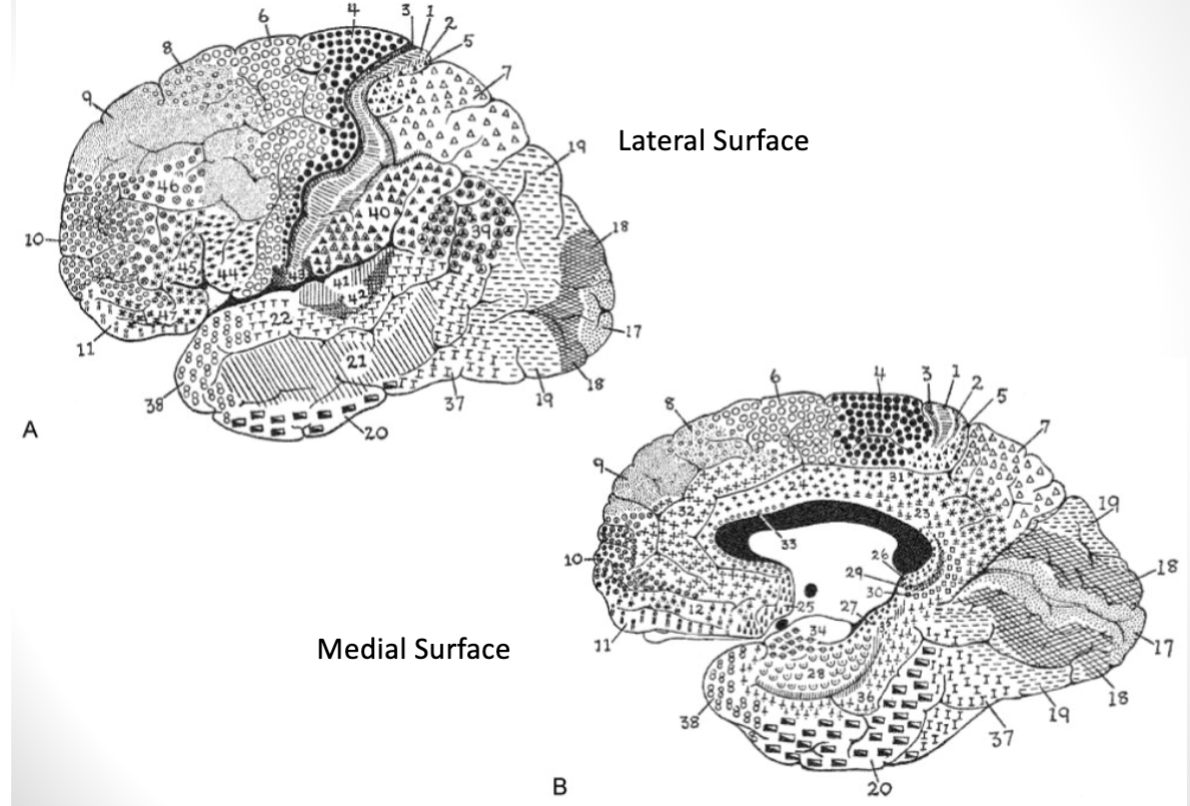 <p>47 different areas based on the cytoarchitecture of the cortex</p>