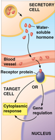 <p>secreted by a secretory cell → diffuses into blood vessel where it can travel → diffuses out of blood vessel and binds to a receptor protein <strong>on the surface</strong> of a target cell → cytoplasmic response directly or gene regulation in the nucleus to then trigger a cytoplasmic response</p>