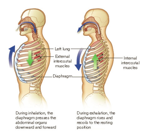 * more commonly known as breathing
* this is the process by which gases are exchanged between the atmosphere and the human body, mainly the alveoli
  * this is due to a pressure gradient