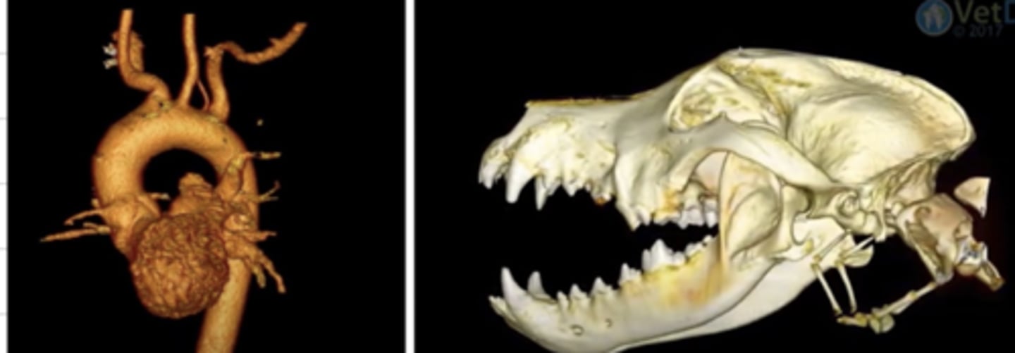 <p>what diagnostic imaging technique was used to create these images?</p>