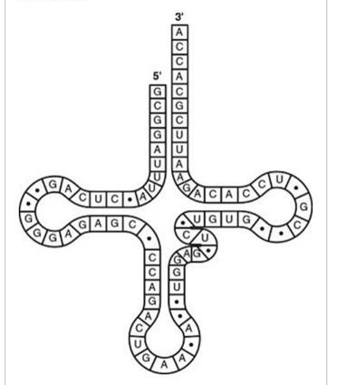 The tRNA shown in the figure has its 3' end projecting beyond its 5' end. What will occur at this 3' end?