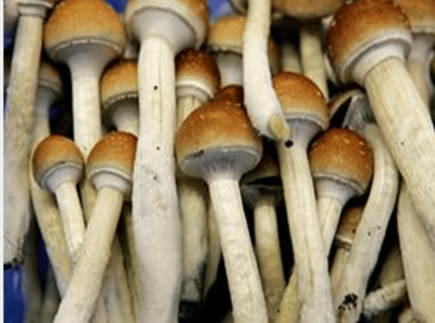 <p>I am multicellular and eukaryotic. I breakdown dead organic matter by secreting enzymes and then absorbing the nutrients.</p>