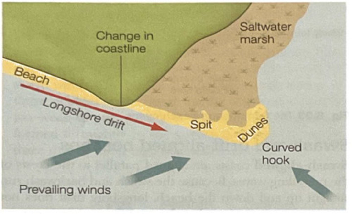 <p>1) spits form at sharp bends in the coastline. Longshore drift transports sand and shingle past the bend and deposits it in the sea.<br>2) strong winds can from a recurved end in the spit<br>3) a sheltered area behind the spit causes material to accumulate<br>4)mudflats/salt marshes can form here</p>