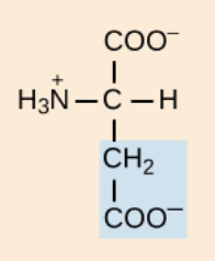 <p>negatively charged R groups </p>