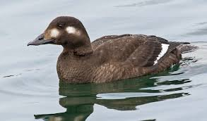 <p><span><span>Melanitta deglandi</span></span></p>