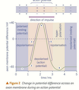 <p></p><ul><li><p>action potential, occurs when protein channels change shape due to a voltage</p></li><li><p>at the resting potential the potassium ion channels open and sodium VGC are closed.</p></li><li><p>energy of the stimulus triggers sodium VGC to open and sodium diffuses in. Inside is now more positive.</p></li><li><p>threshold potential reaches at -50mv which triggers more sodium VGC to open.</p></li><li><p>when potential difference reaches +40mV the sodium VGC close and the potassium VGC open.</p></li><li><p>potassium diffuses out, and inside is more negative.</p></li><li><p>First, lots of potassium diffuse out, but then it becomes hyperpolarised. potassium VGC close.</p></li><li><p>The sodium-potassium pump causes sodium ions to move out and potassium to move in, returning to the resting potential</p></li></ul><p></p>