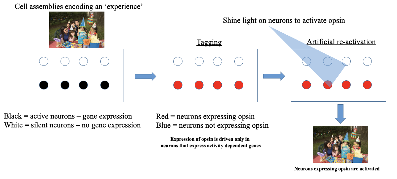 <p>A technique that focuses on the neural pathways that are activated during specific activities, leading to gene expression changes that can affect behavior and memory. This method utilizes neural activity to enhance understanding of how memories are formed and recalled. Target cells → part of cell assembly</p>