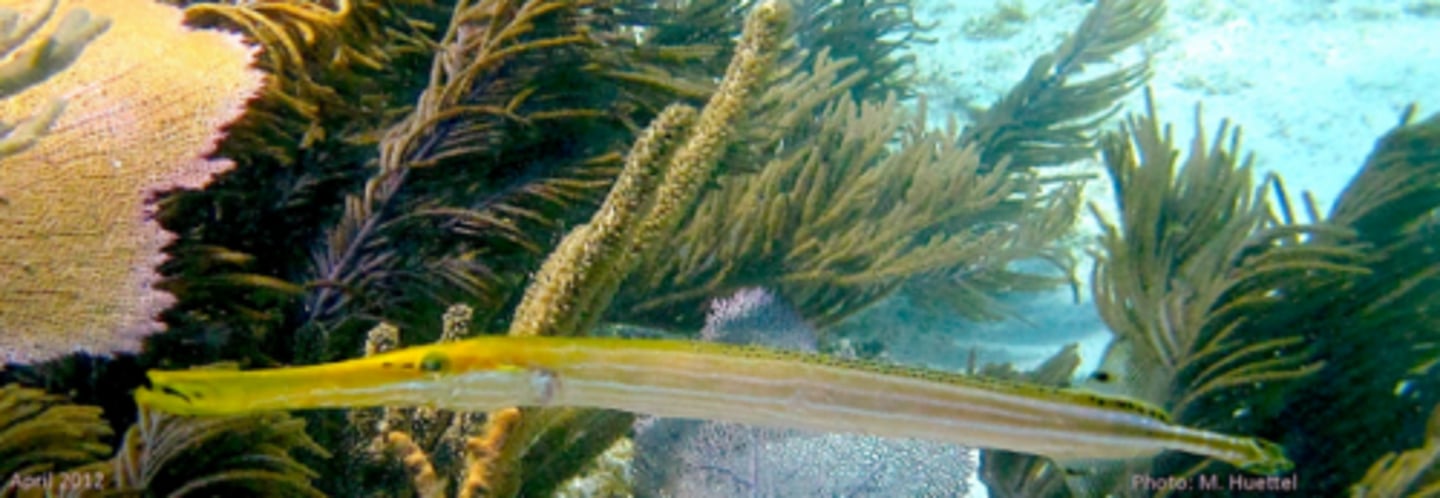 <p>Trumpetfish</p>
