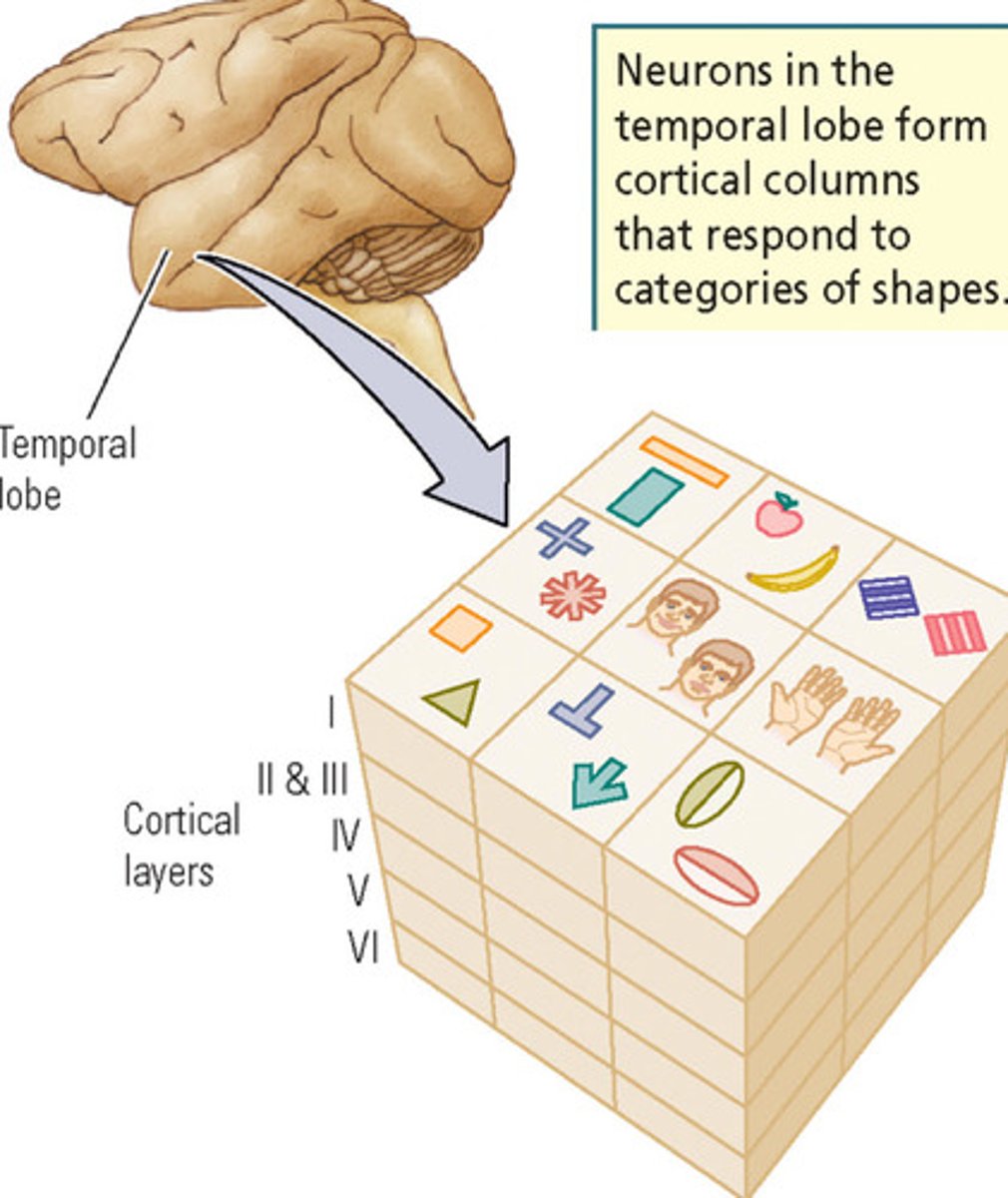 <p>They form cortical columns that respond to categories of specific shapes</p><p>- This occurs far down the ventral stream in more anterior regions</p><p>- If certain columns are damaged, a person may have difficulty in object recognition for particular shaped objects that are categorized in the column of damage</p><p>- This is also called Category-Specific Agnosia</p>