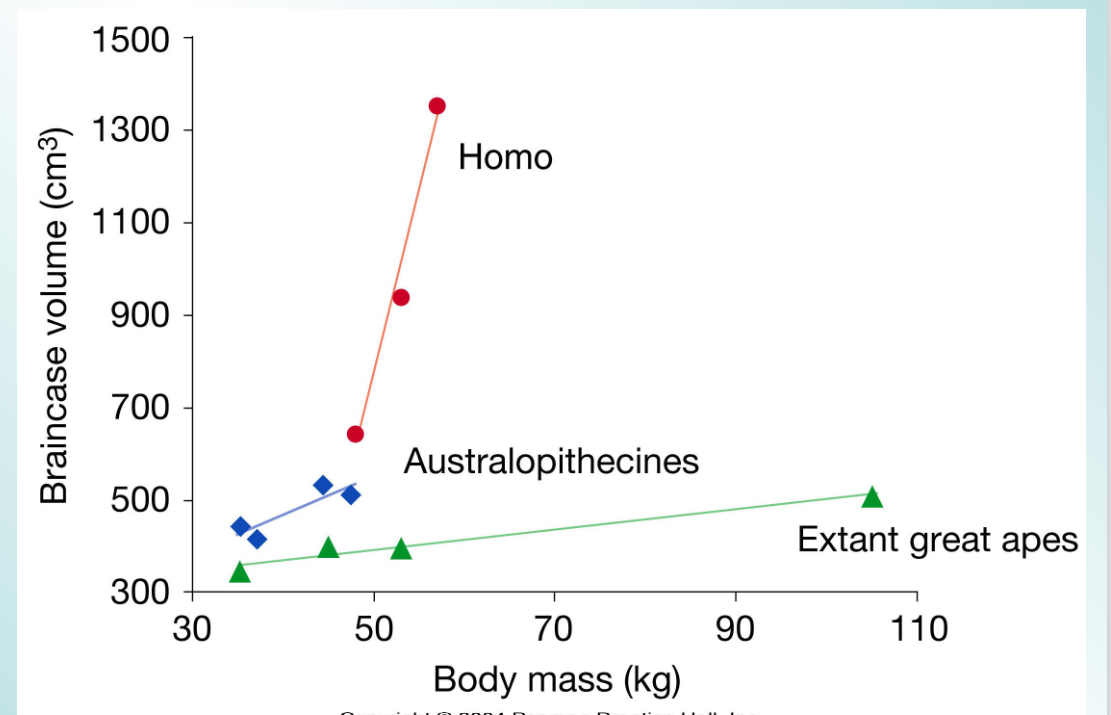 <p>Based on skull measurements, researchers have estimated that brain size in hominoids tripled over the past 6 million years</p>
