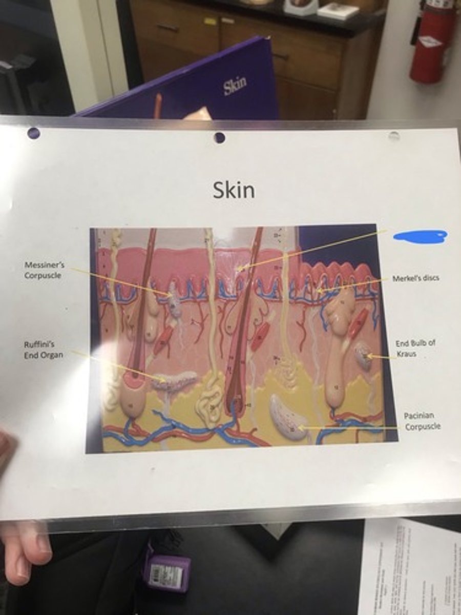 <p>Label the structure covered in blue ink and give a function</p>