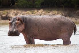 <p>hippo</p>