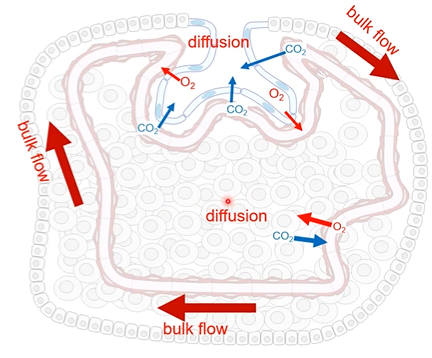 <p>Diffusion with external environment cannot meet the exchange needs of the organism</p><ul><li><p>SA:V ratio is small</p></li><li><p>Distance of internal cells to external environment is large</p></li></ul><p></p><p>Evolution of internal aqueous environment (extracellular fluid) helps cells meet exchange needs (diffusion of gases and wastes), specialised cells create internal environment, conditions kept stable by homeostasis</p><p>Evolution of circulatory system facilitates movement of extracellular fluid around the body to ensure exchanged substances reach cells of the body, this maintains high concentration gradients for diffusion and ensures that exchange occurs at max rate</p>