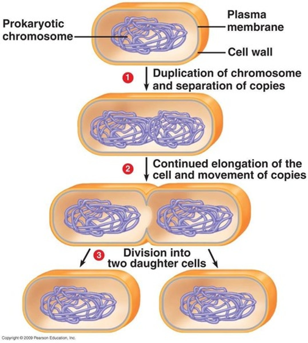 <p>Cell division for producing gametes.</p>