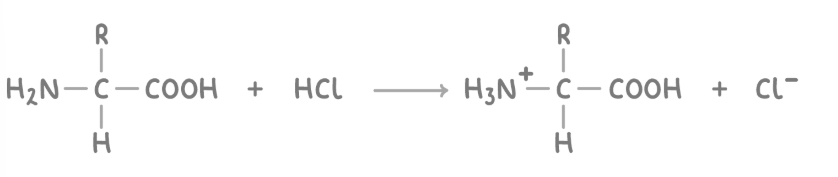 <p><span><strong><span>The amine group can react with acids like HCl to form ammonium salts.</span></strong></span></p>