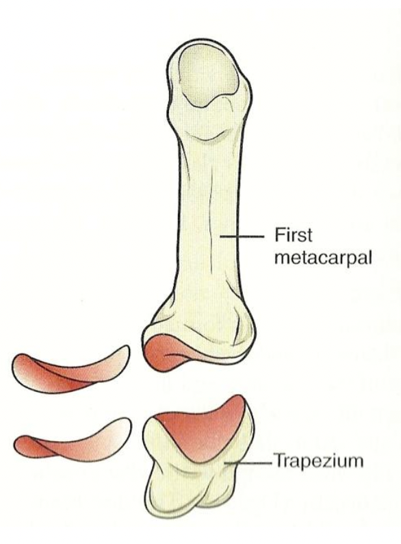 <p>Trapèze</p><ul><li><p>Convexe de radial à ulnaire (plan frontal) </p></li><li><p>Concave antéro-postérieur (plan sagittal)</p></li></ul><p>Base du 1er métacarpe</p><ul><li><p>Courbes inversées à celles du trapèze</p></li><li><p>Concave de radial à ulnaire (plan frontal) </p></li><li><p>Convexe antéro-postérieur (plan sagittal)</p></li></ul><p></p>