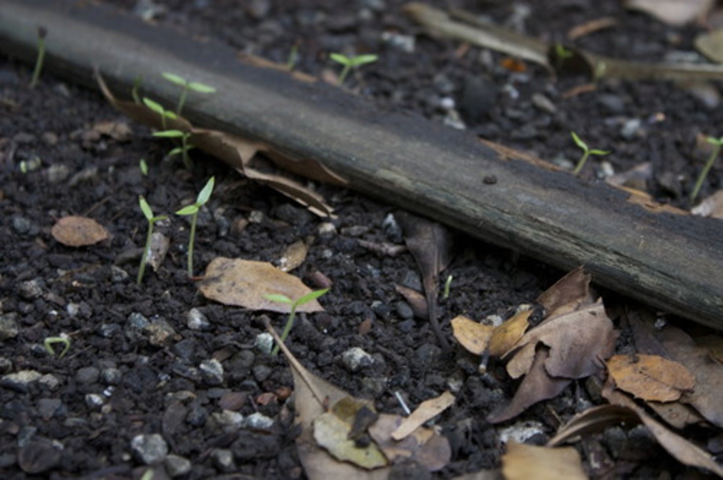 <p>a type of soil with equal parts of sand, clay, silt, and humus; water moves slowly-- ideal</p>