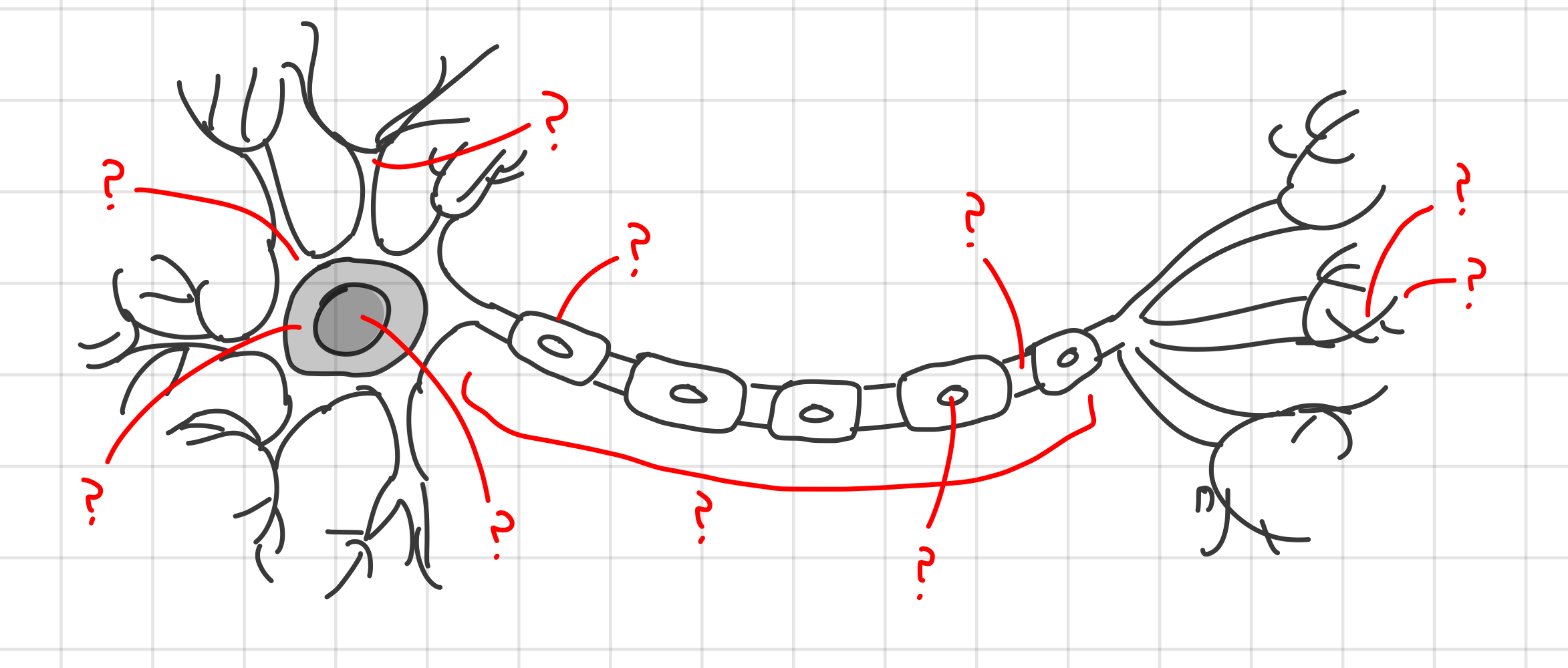 <p>using the given diagram, label the different parts on a neuron</p>