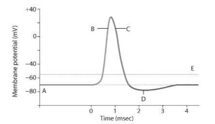 <p>What is the resting membrane potential?</p>