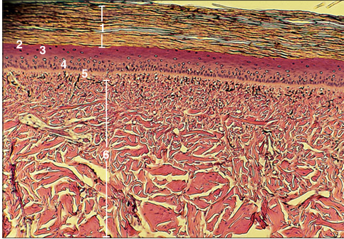 <p>Identify the structure:</p><p>Specie:</p><p>Parts:</p><p>1.__ 2.__ 3.__ 4.__ 5.__ 6.__</p><p>Stain used:</p>