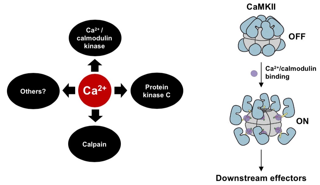 <ul><li><p>NMDA receptors also allow Ca2+ into the cell, which activates intracellular signalling cascades</p></li><li><p>These cascades drive LTP in downstream effectors, strengthening the synaptic connection</p></li></ul><p></p>