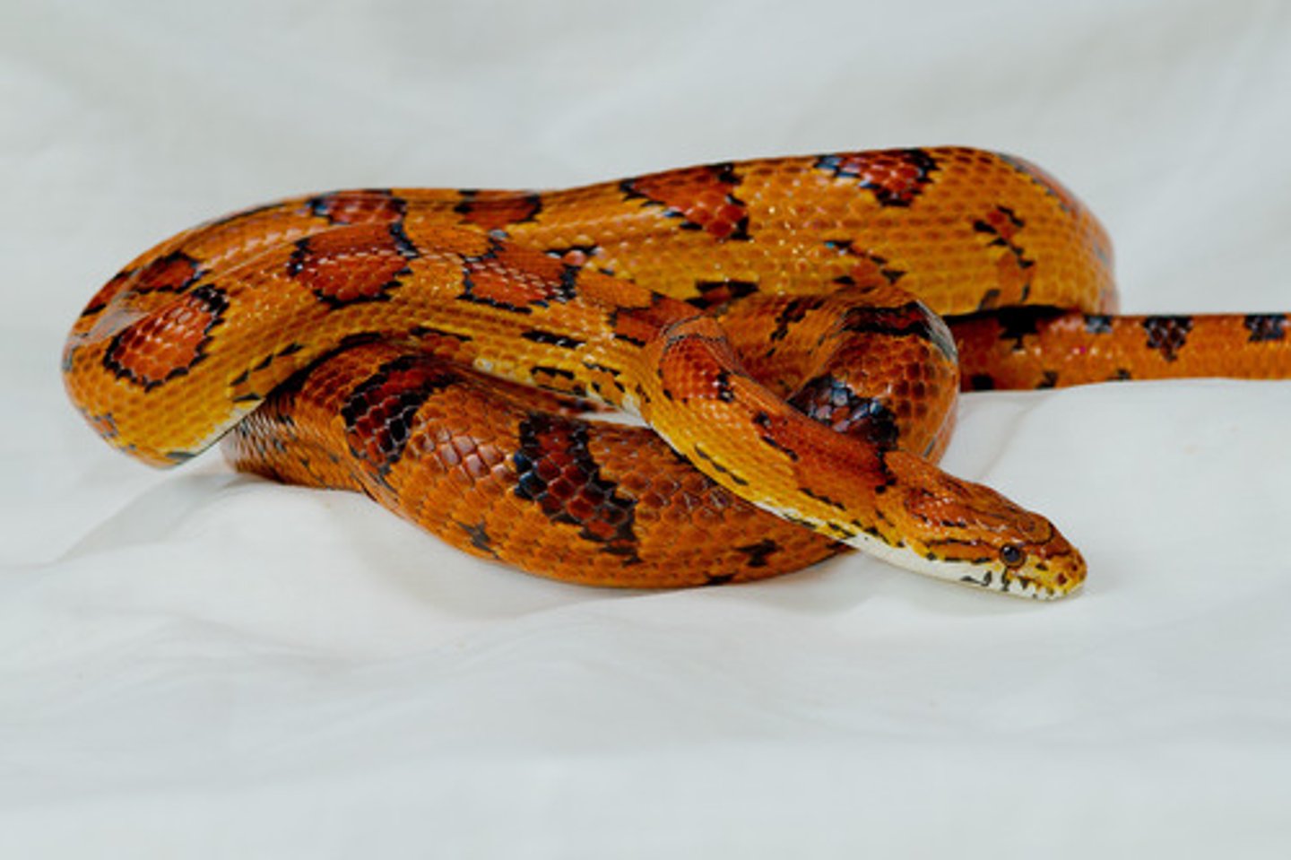 <p>Pantherophis guttatus</p>