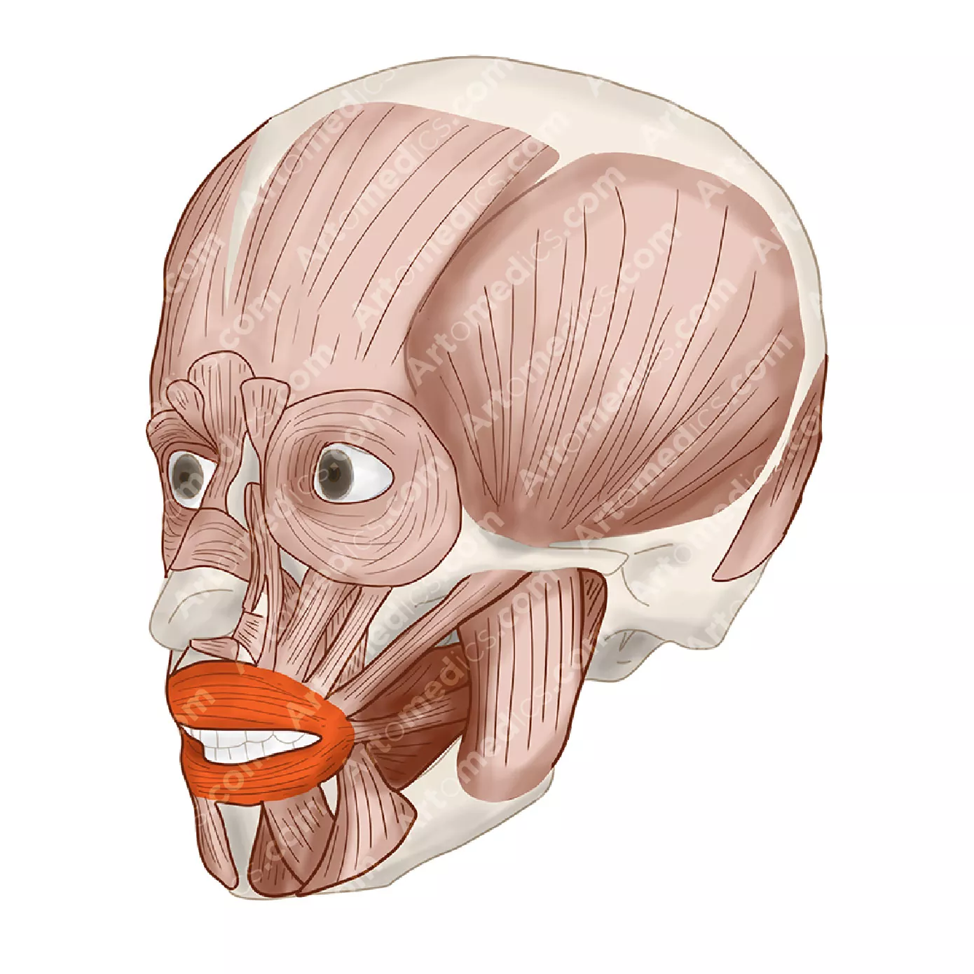 term image
