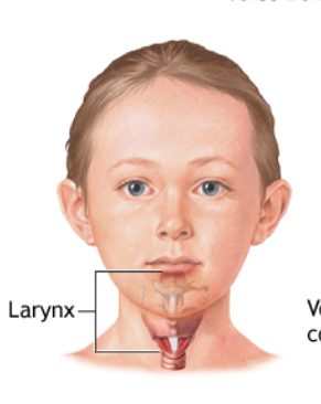 <p>In your neck, helps you breathe, speak, and stops food from going down the wrong way.</p>