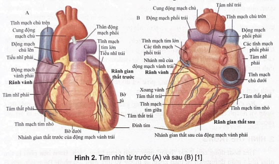 <p><span>Mặt hoành (diaphragmatic surface) hay mặt dưới, bao gồm các tâm thất (chủ yếu là tâm thất trái), được ngăn cách với đáy tim bởi phần sau rãnh vành</span></p>