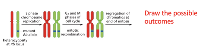 <p>dont expect recomb in mitosis</p>