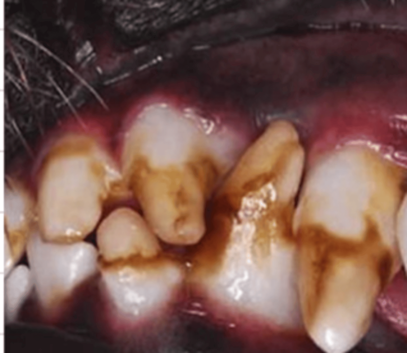 <p>this dog has an issue with its ______</p>