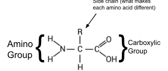 <p>Composed of amino acids linked by peptide bonds. Amino acids: Have amino, carboxyl, and R-groups</p><ul><li><p><strong>Structure levels</strong>:</p><ul><li><p>Primary: Amino acid sequence.</p></li><li><p>Secondary: Alpha helices and beta sheets. Coils and folds in the polypeptides. Held together by hydrogen bonds</p></li><li><p>Tertiary: 3D folding due to R-group interactions.</p></li><li><p>Quaternary: Multiple polypeptide chains assembled.</p></li></ul></li><li><p>Functions: Enzymes, hormones, antibodies, and structural support.</p></li><li><p>Different amino acids have different properties</p></li></ul><p>Can be polar (hydrophilic)<br>Can be non-polar (hydrophobic)<br>Charged (acidic-basic)</p>