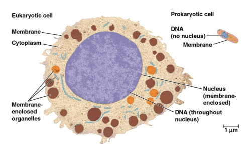 <p>Prokaryotic cells</p>