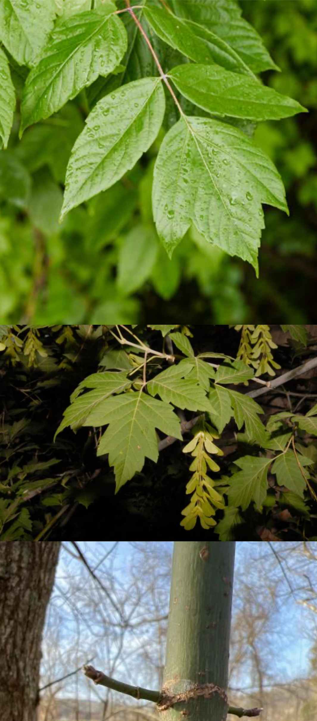 <p>boxelder maple</p>