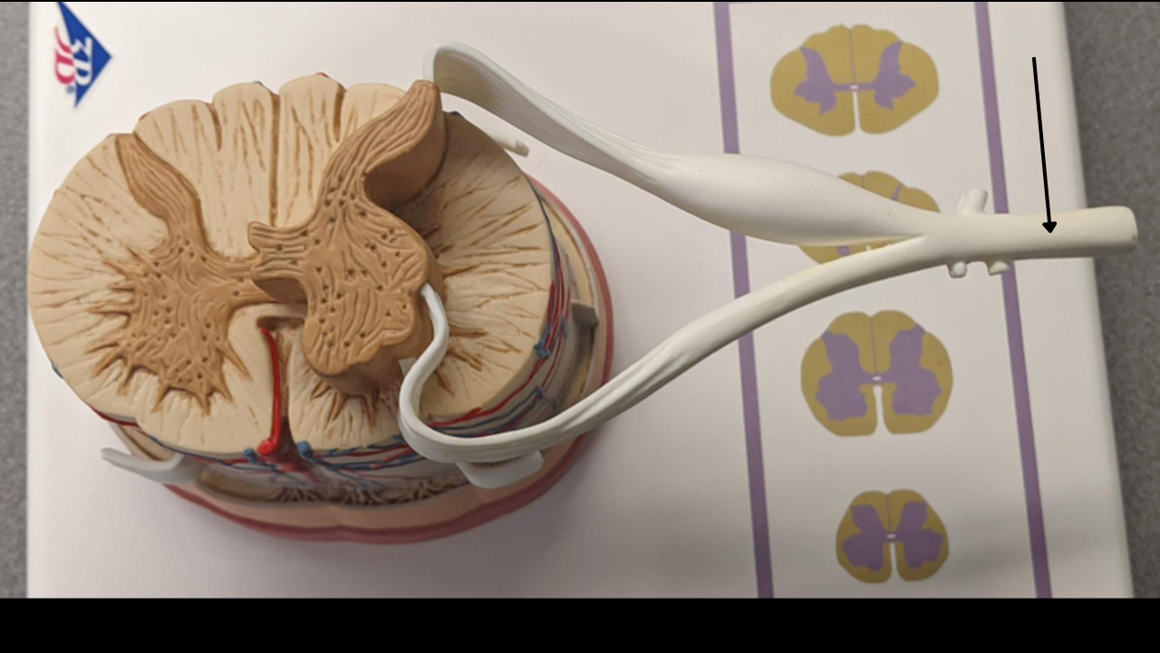 <p>(8) Spinal nerve </p>