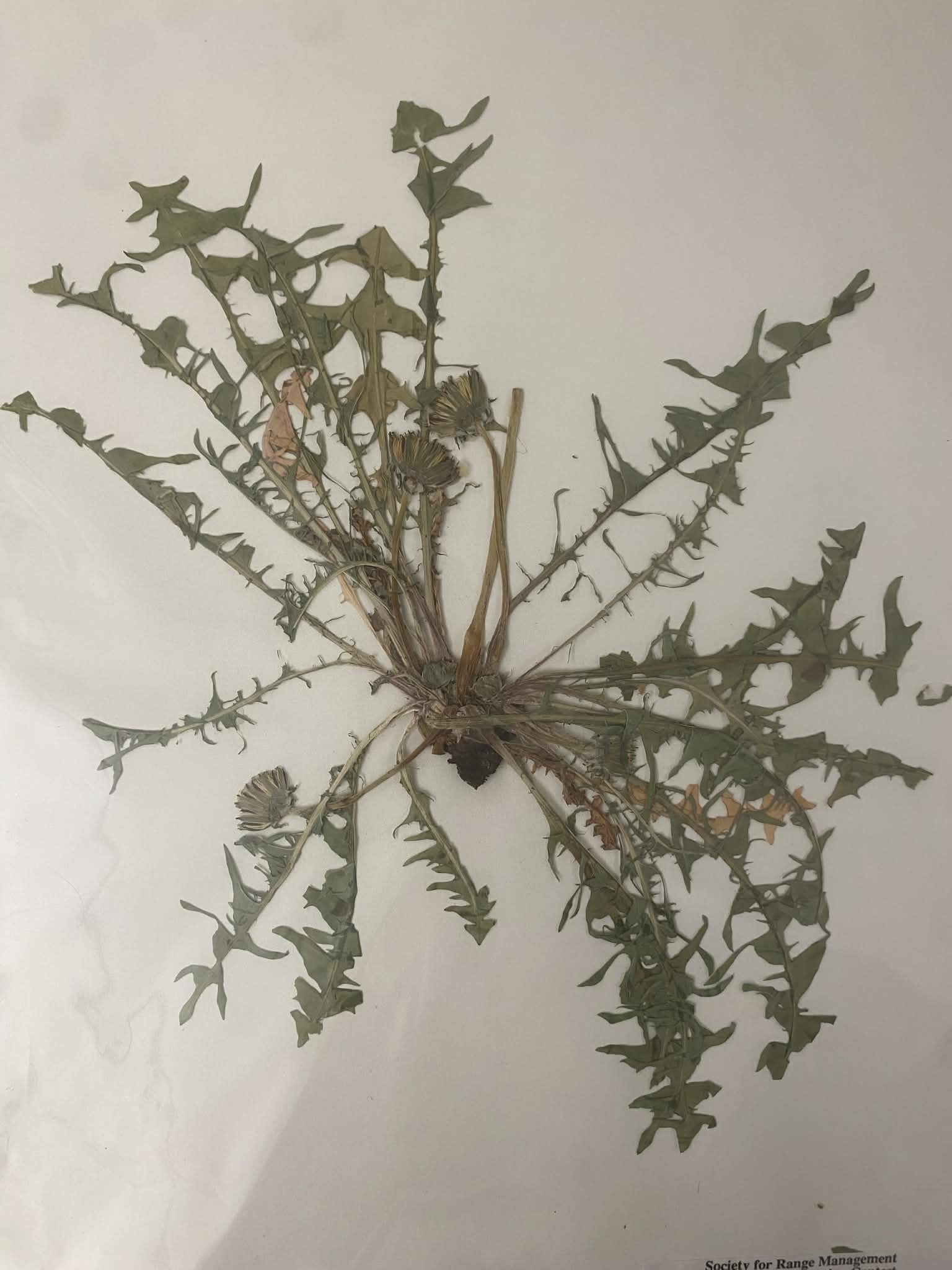 <p>Cichorieae, p, i, taraxacum officinale, dandelion</p>