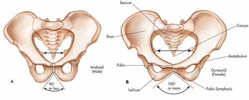 - larger pelvic outlet in women
- less curvature of sacrum and coccyx in women
- wider, more circular pelvic inlet in women
- broader pubic arch in women