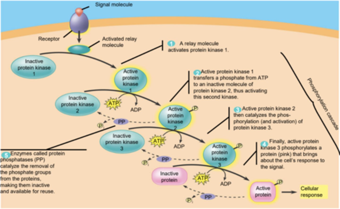 <p>a sequence of events where one enzyme phosphorylates another, causing a chain reaction leading to the phosphorylation of thousands of proteins. (signal transduction pathway.)</p>