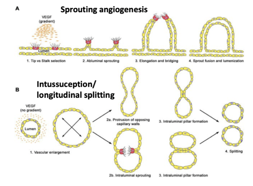 <p><strong>Sprouting</strong>: tydlig gradient av VEGF finns. Här sker proliferering av kärlet.  </p><p><strong>Longitudinell splittring</strong>: Otydlig gradient av VEGF, kärlet delar på sig utan proliferering. </p>