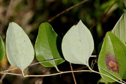 <p>What wildlife benefits are associated with this plant species (select all that apply)</p><p>Some fruit production</p><p>No wildlife value</p><p>Ice cream plant, especially regarding white-tailed deer forage and browse preferences</p><p>Rhizomes for beavers</p><p>Toxic to wildlife</p>