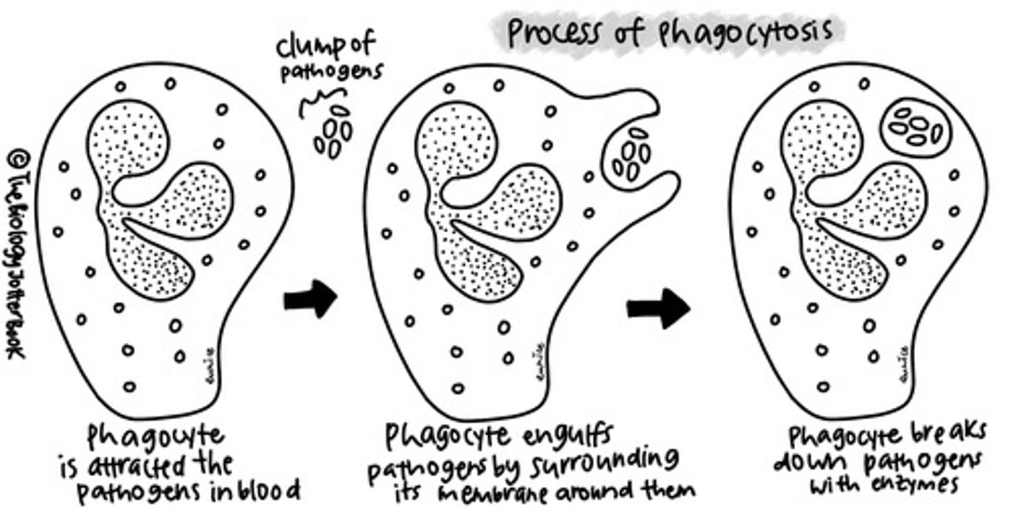 <p>Process of engulfing and ingesting foreign particles by white blood cells/phagocytes</p>