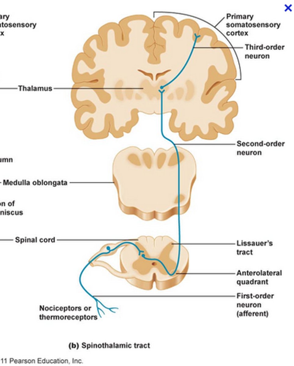 <p>Where do 3rd order neurons terminate?</p>