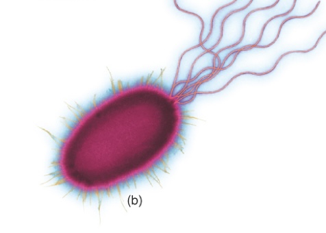 <p>Tuft of flagella on one end of the cell</p>