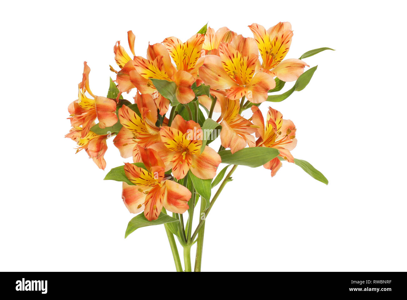 <p>Latin name?</p>