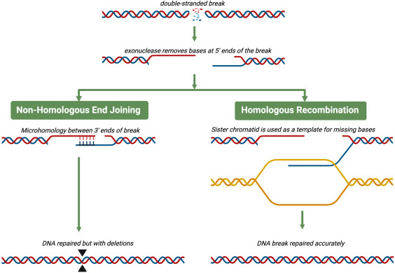 <ul><li><p><mark data-color="purple" style="background-color: purple; color: inherit;">homologous recombination</mark> (HR)- uses sister chromatids as template</p></li><li><p><mark data-color="purple" style="background-color: purple; color: inherit;">non-homologous end joining</mark> (NHEJ)- no template used, just joins ends together</p></li></ul><p></p>