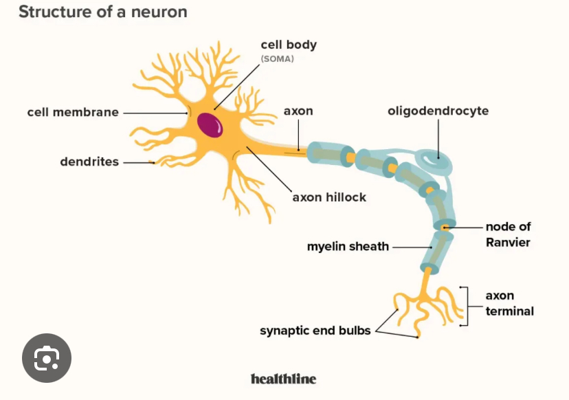 knowt flashcard image