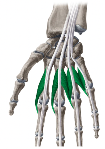 action:

* Flex the fingers at the metacarpophalangeal (MCP) joints
* Extend them at the interphalangeal (IP) joints
