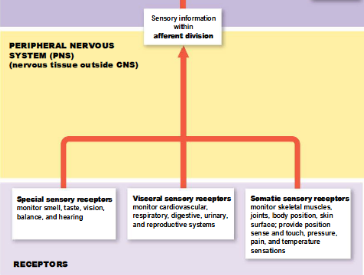 <p>somatic and visceral sensory receptors</p>
